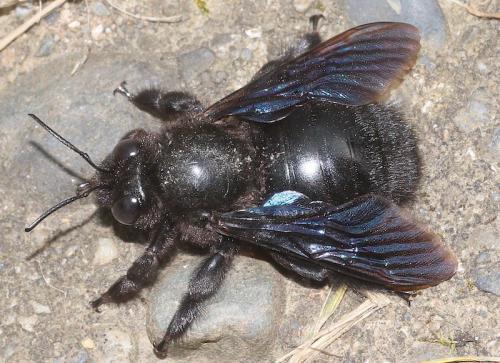 Xylocopa valga